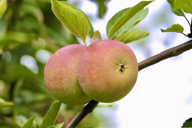 Obsthof Cordes - Fruchtfoto Cox Orange